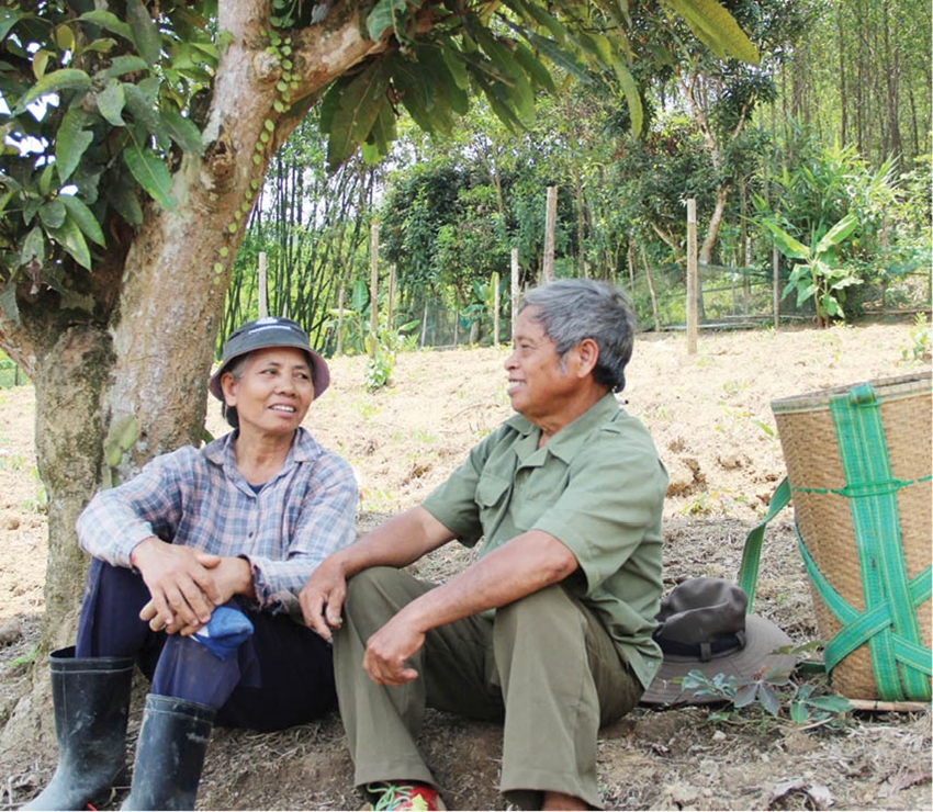 Towering tree of the village