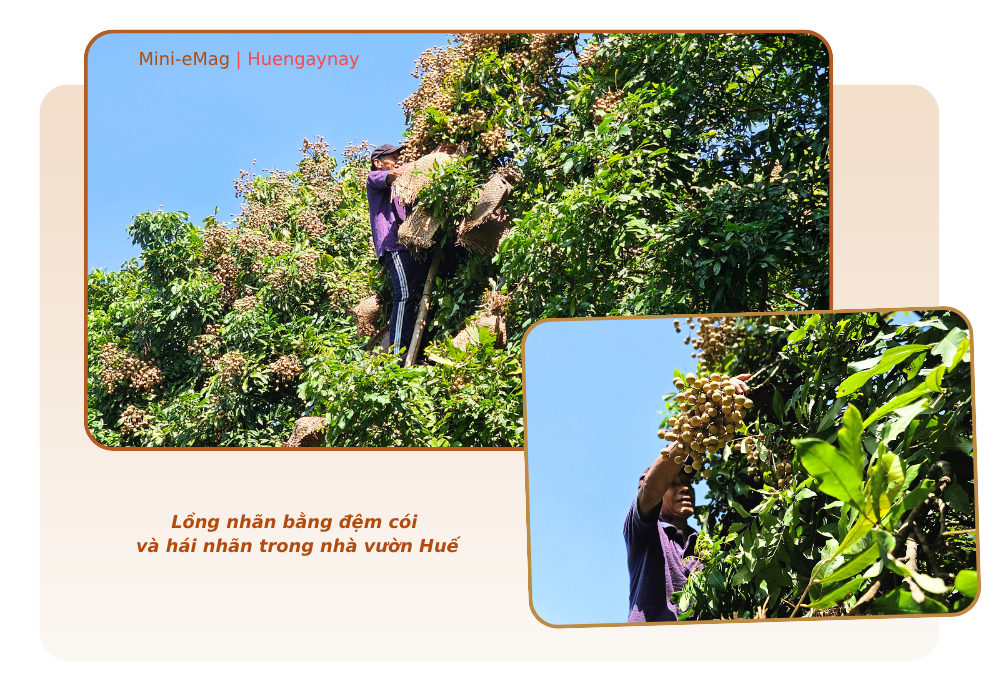 Sweet fragrance of longans on veranda