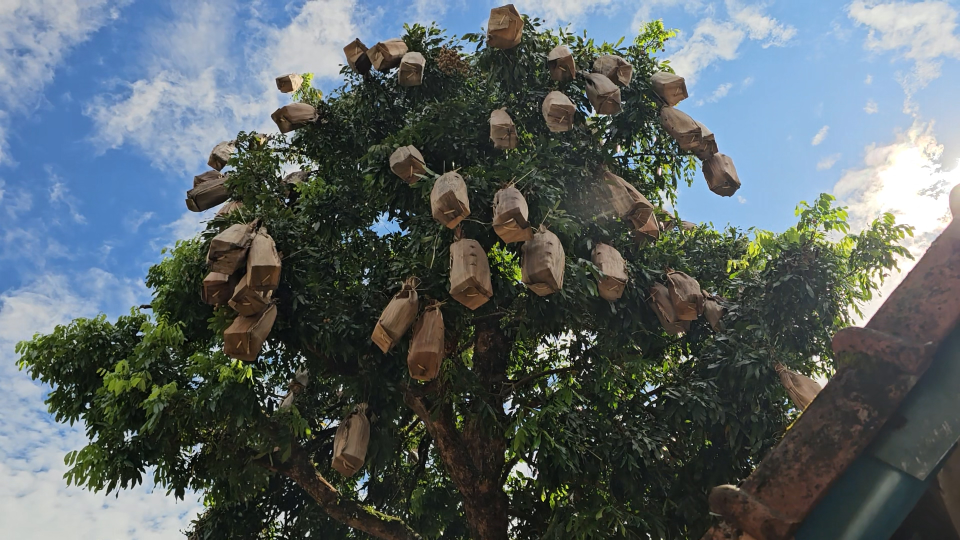 Hue People harvest longan wrapped in areca spathe