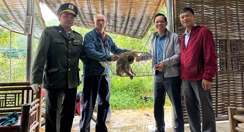 1 pig-tailed macaque handed over to Bach Ma National Park