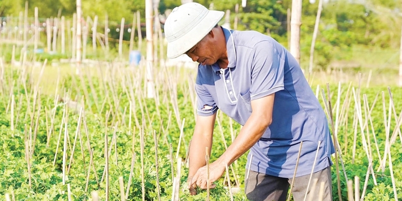 Restoring chrysanthemum fields after floods
