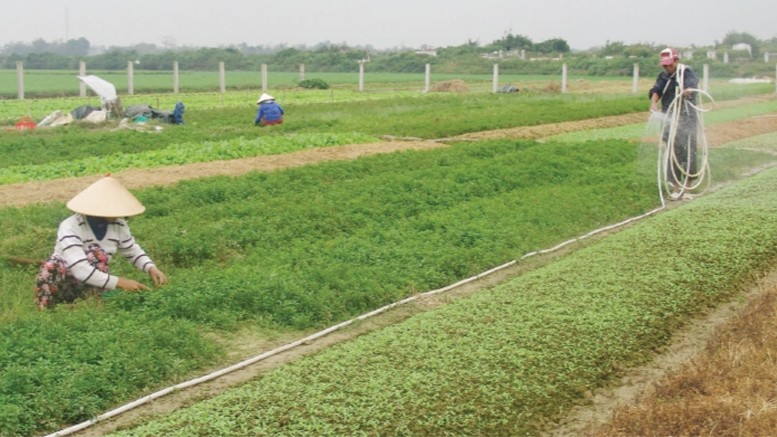 Safe Vegetable for the Lunar New Year Crop