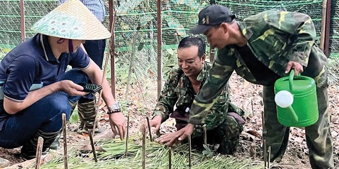Transplanting Ngoc Linh ginseng to Hue A promising direction