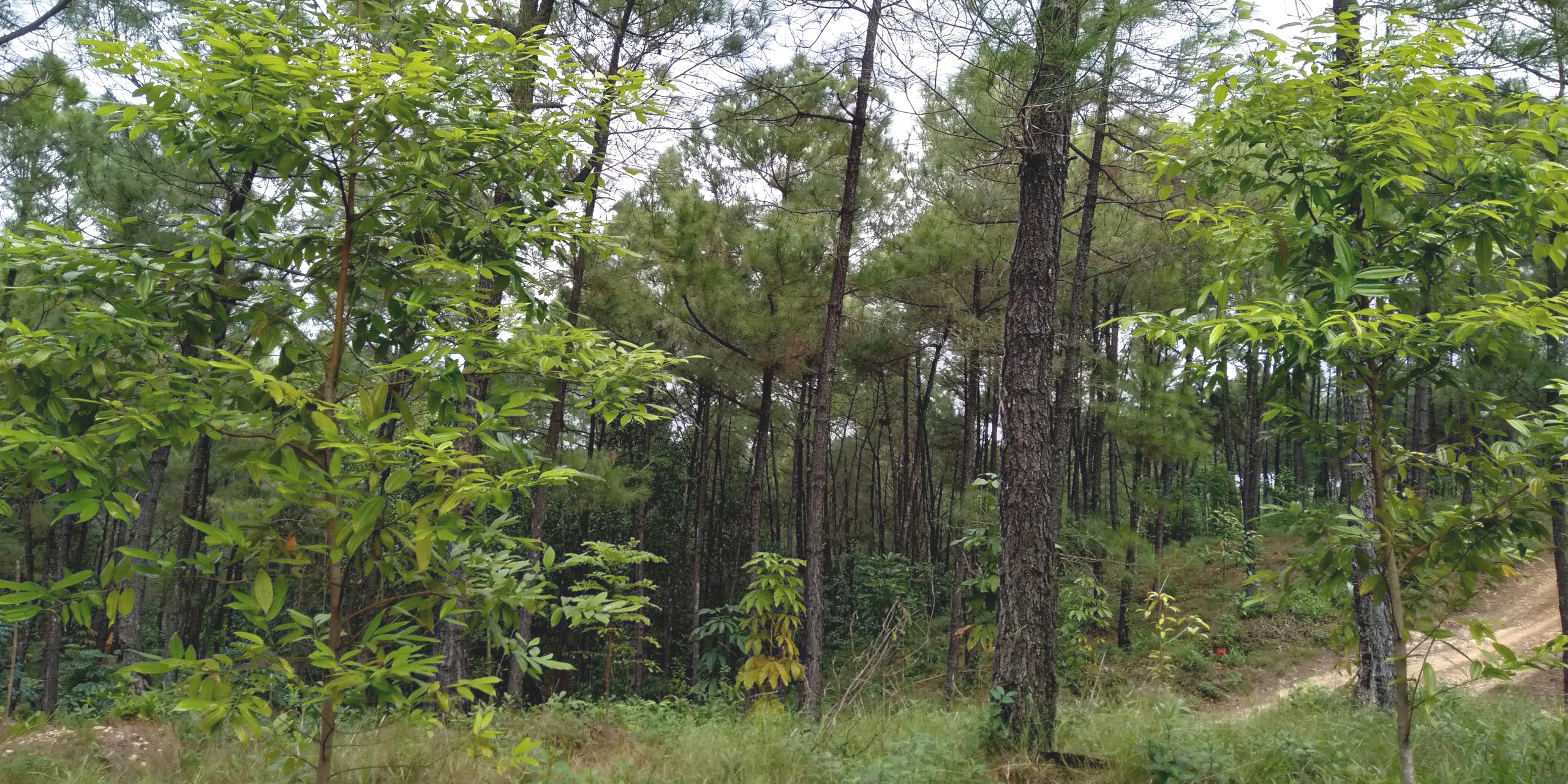 A tropical rainforest in the heart of the city
