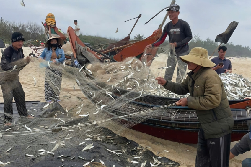 A bountiful early-season herring catch for fishermen in Phong Phu and Phong Quang wards