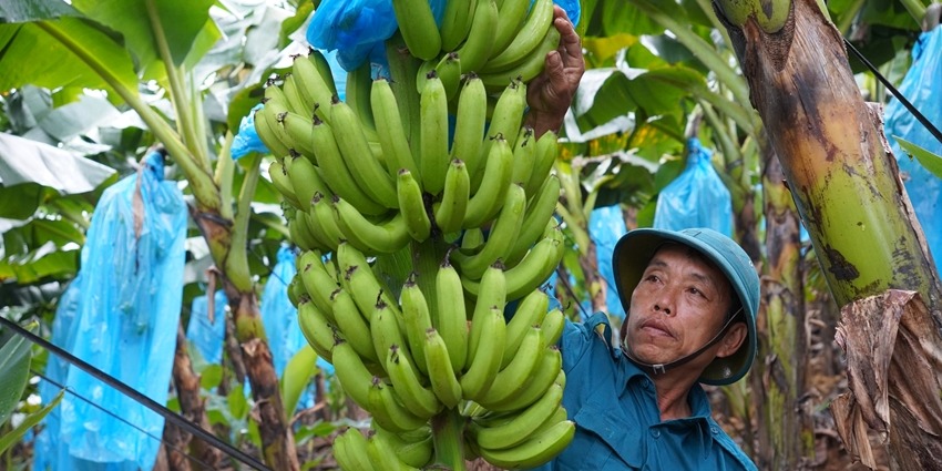 Supporting the development of a sustainable banana value chain
