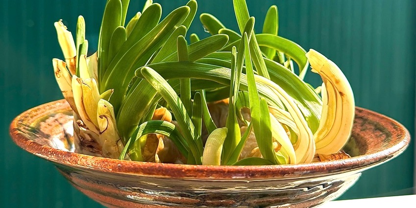 Waiting for daffodils to bloom precisely at the turn of the Lunar New Year