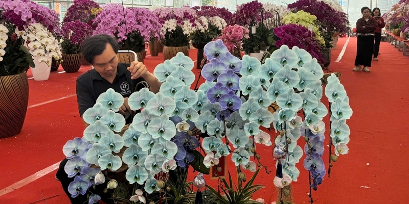 Orchid arrangers busy for Tet season