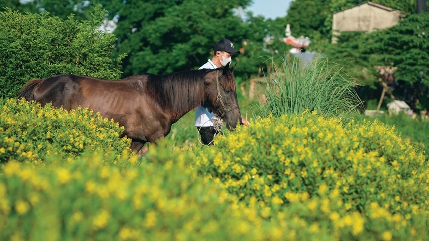 Hooves Opening New Paths