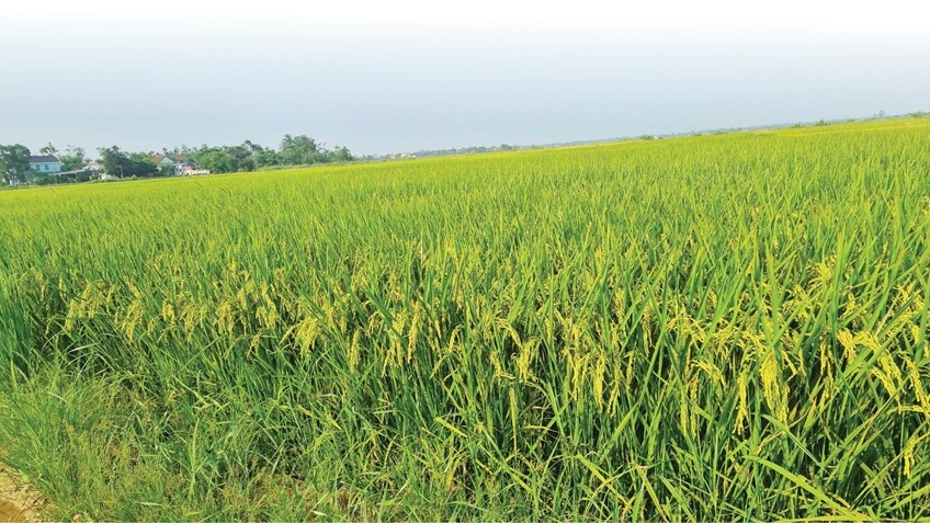 J02 - The “Pearl Grain” on Flood-Prone Land