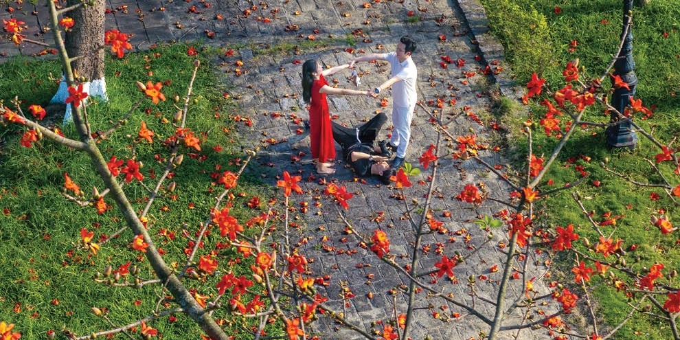 The sky aflame with silk-cotton flowers blossom