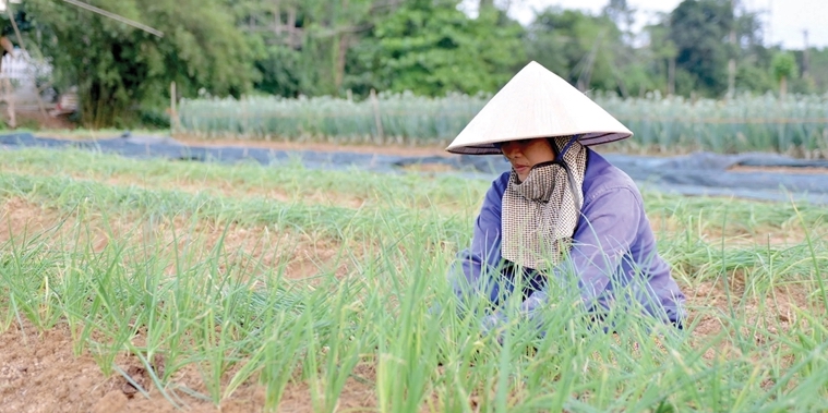 The fragrance of Huong An green onions