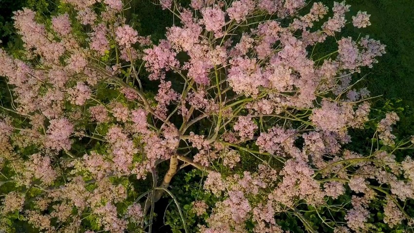 The story of the Firmiana Simplex Parasol trees in Hue City