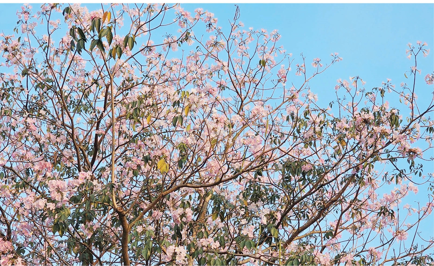 Pink trumpet blooms brighten the banks of the Ngu Ha River