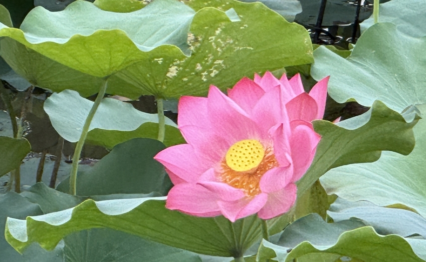 Hue Lotus - a healing product