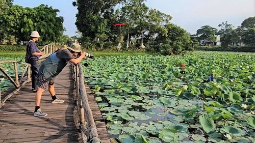 Chasing Early-season Lotus Blooms