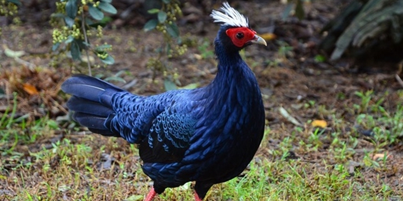 20 Edwards s pheasants to be brought to Phong Dien Nature Reserve