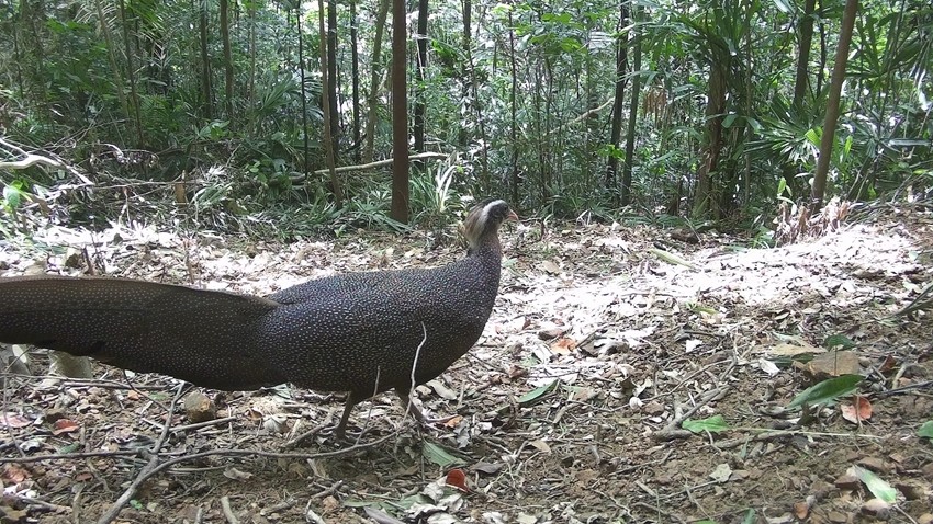 Many Endangered and Critically Endangered Wildlife Species Have Been Discovered