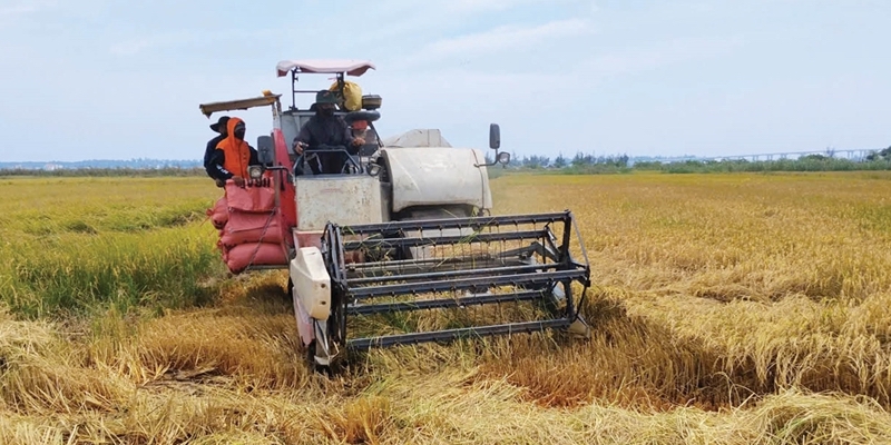 Bumper golden harvest