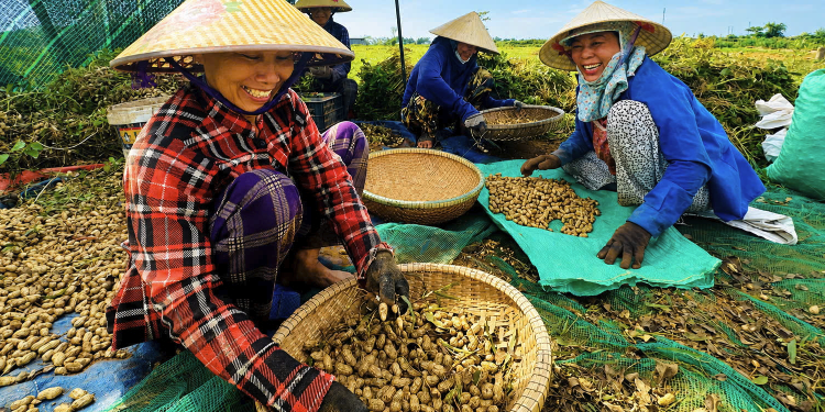 Golden season in Dan Dien peanut fields