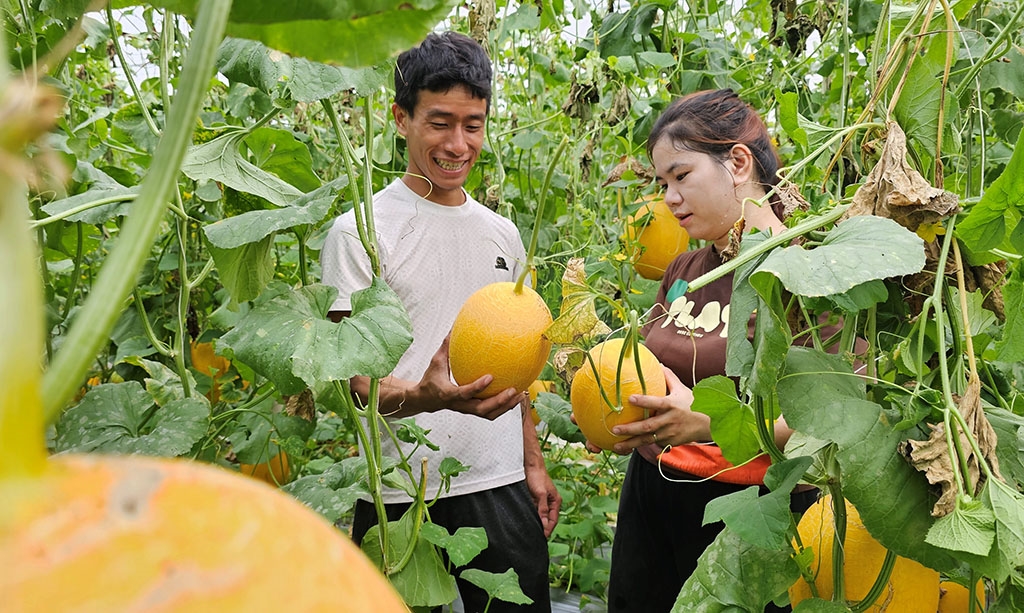 Golden Cantaloupes Attract Tourists to Ha Cang