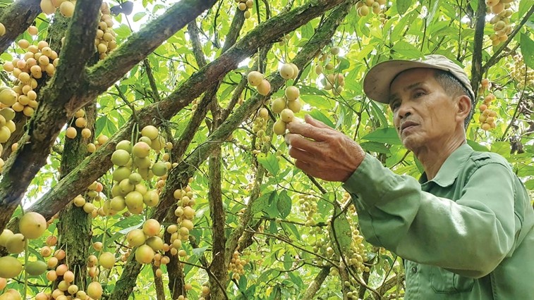 From veteran farmer to agritourism pioneer in a Burmese grape orchard