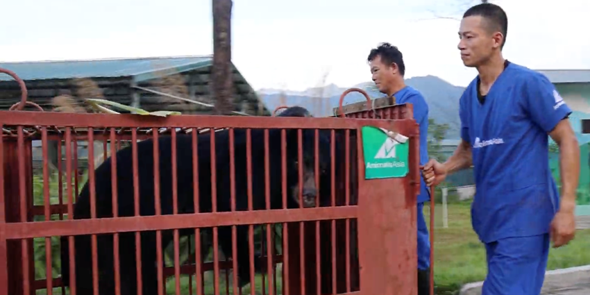 Three more bears transported to Bach Ma National Park