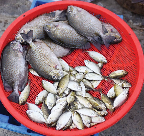 A Visit to Thuan An Fish Market