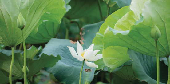 The elegance of Hue’s lotus