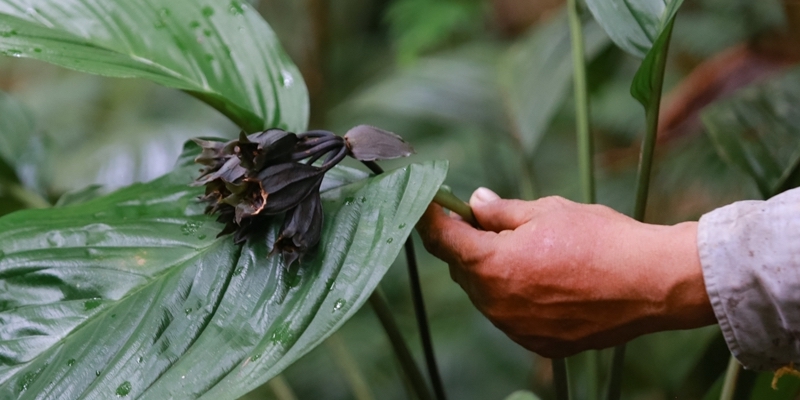 Approval of investment policy for a project to plant large-timber forests, combined with growing medicinal herbs
