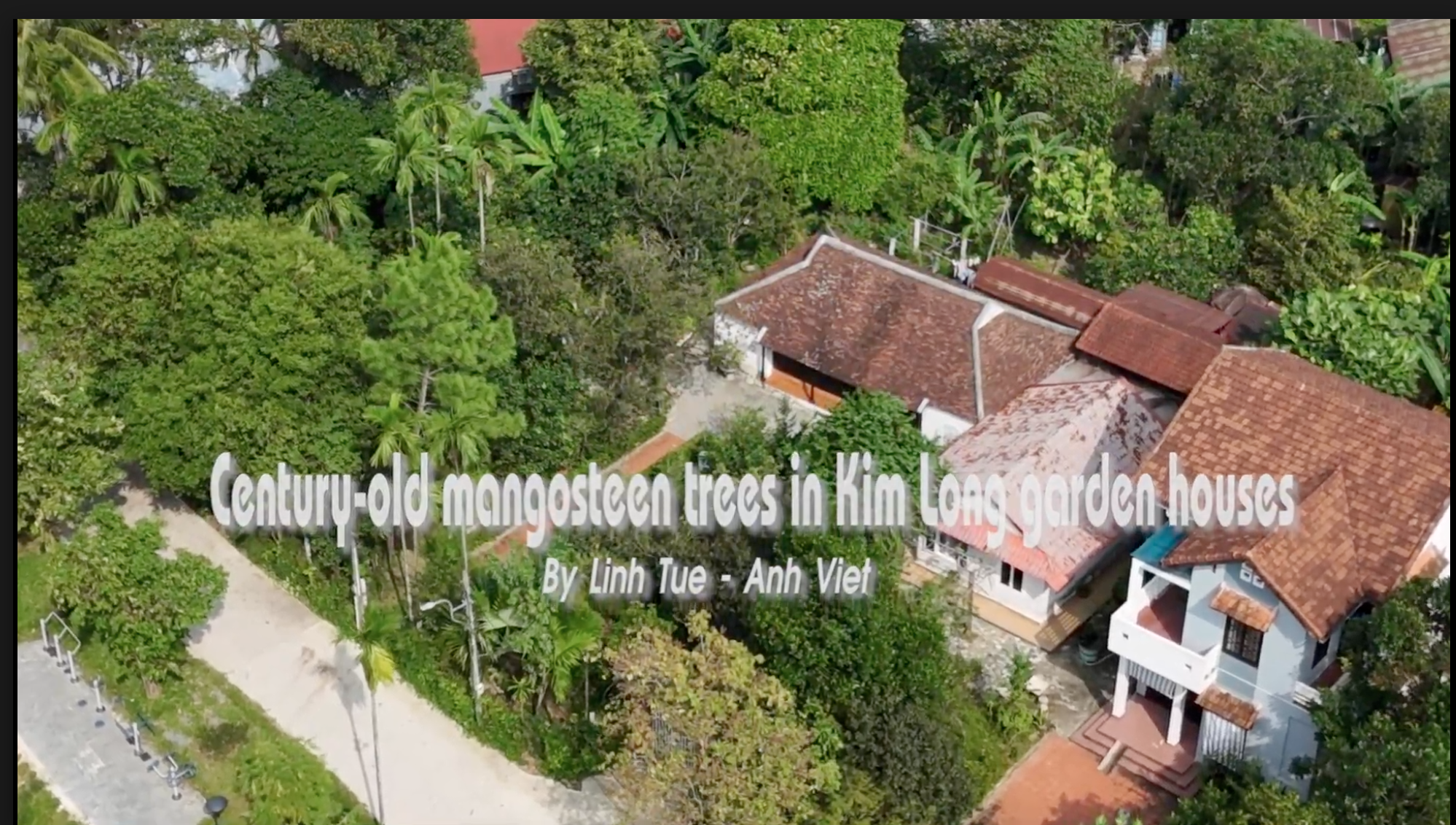 Century-old mangosteen trees in Kim Long garden houses