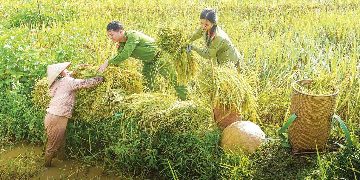 Harvesting rice together, welcoming a bountiful season