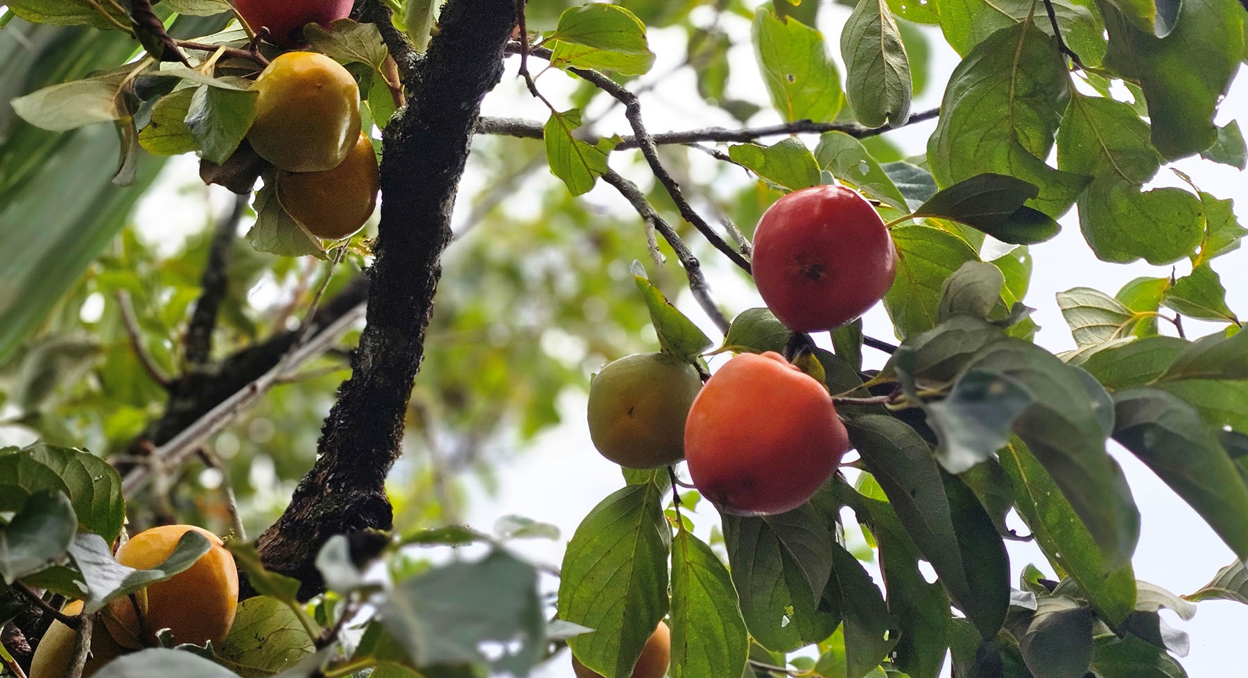 The sweetness of Hue persimmon season
