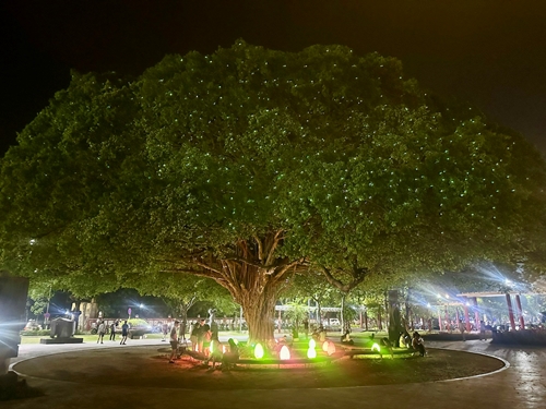 A gathering spot beneath the ‘firefly tree’