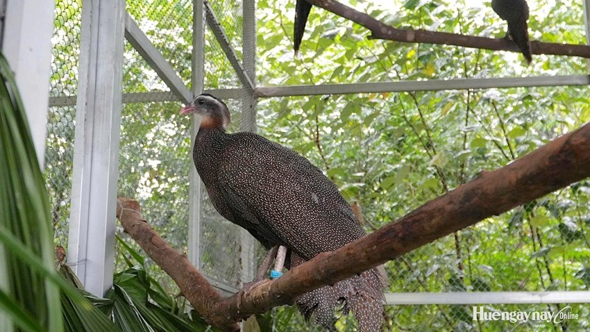 Bach Ma National Park Receives 21 Rare Crested Arguses