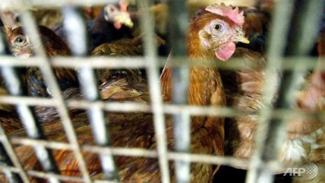 ​Bùng phát dịch cúm gia cầm H5N1 ở miền bắc Malaysia 