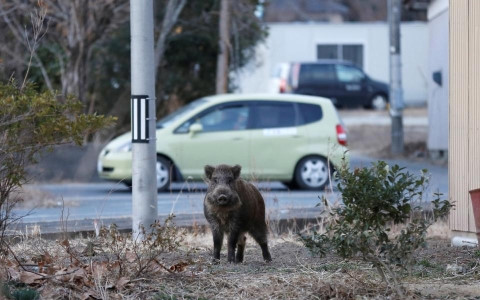 su song dang hoi sinh tai fukushima 6 nam sau dong dat song than hinh 1