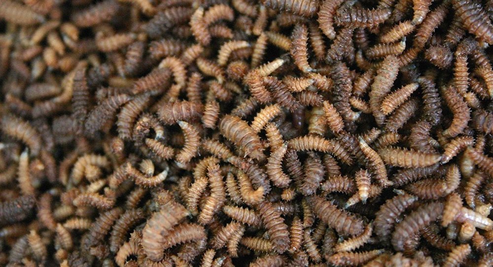 ky dieu: phat hien khang sinh manh tu gioi hinh anh 1