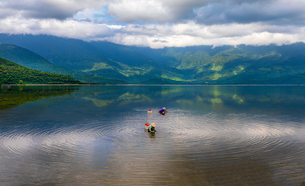 Gỡ hàu lúc bình minh