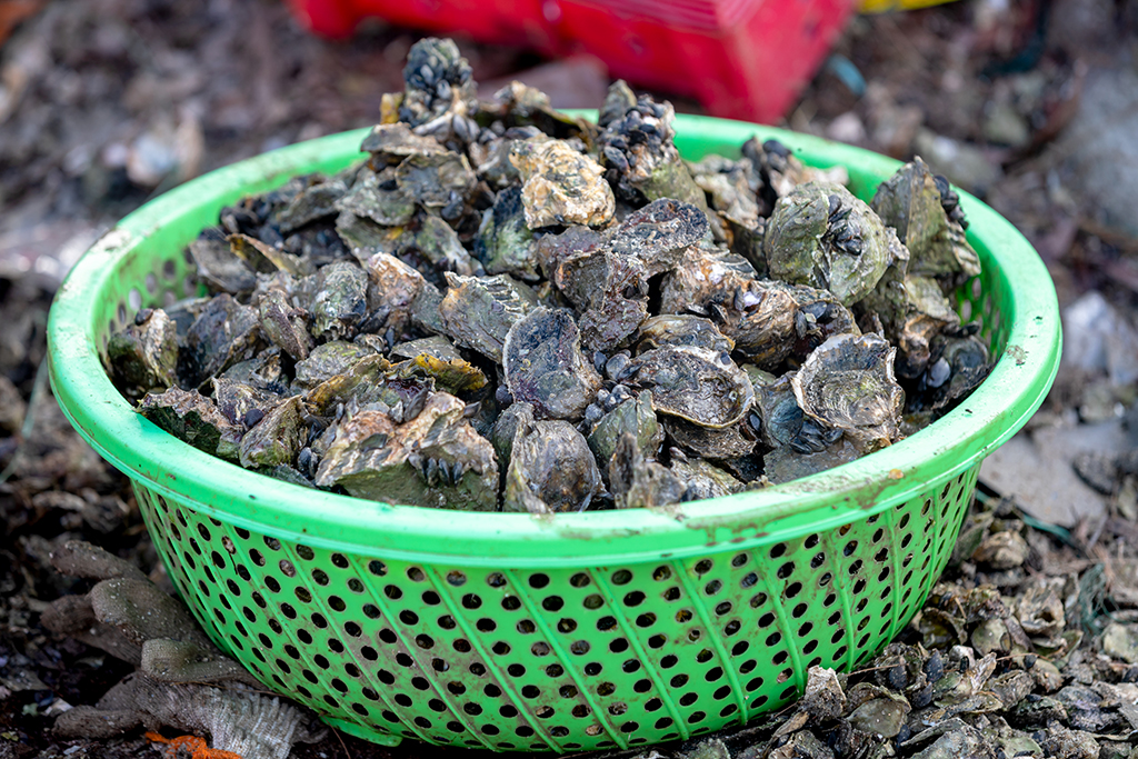 Loại to được bán cho các nhà hàng