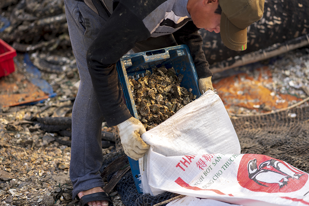 Rồi đóng bao chuyển đi