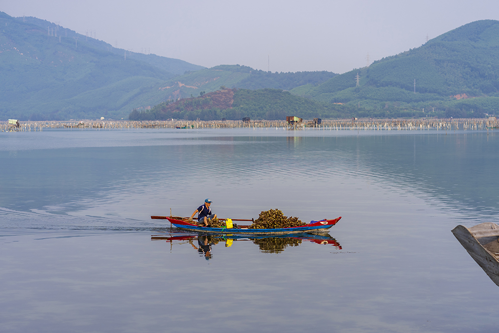 Chuyển hàu lên bờ