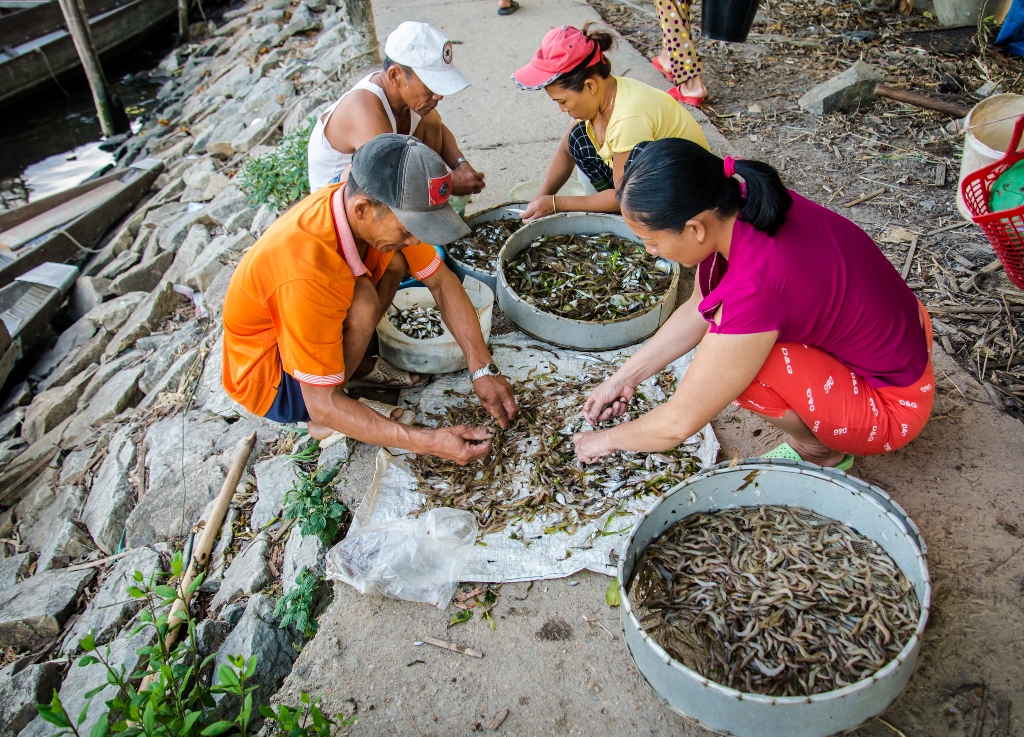 Phân loại trước khi bán