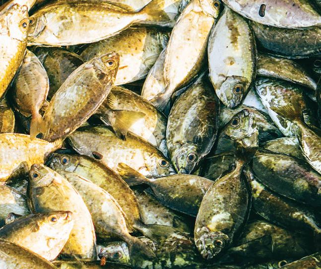 Sản vật phong phú, đa dạng