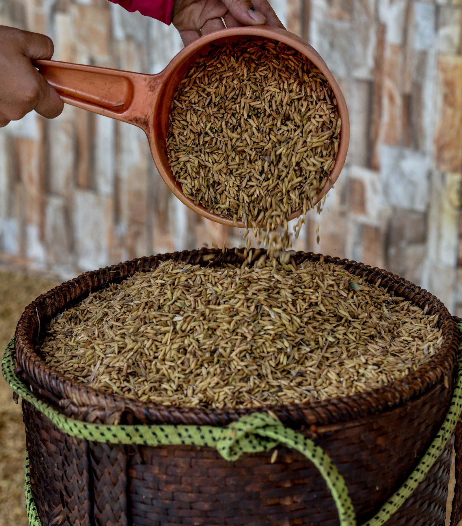 Heavy with golden grains