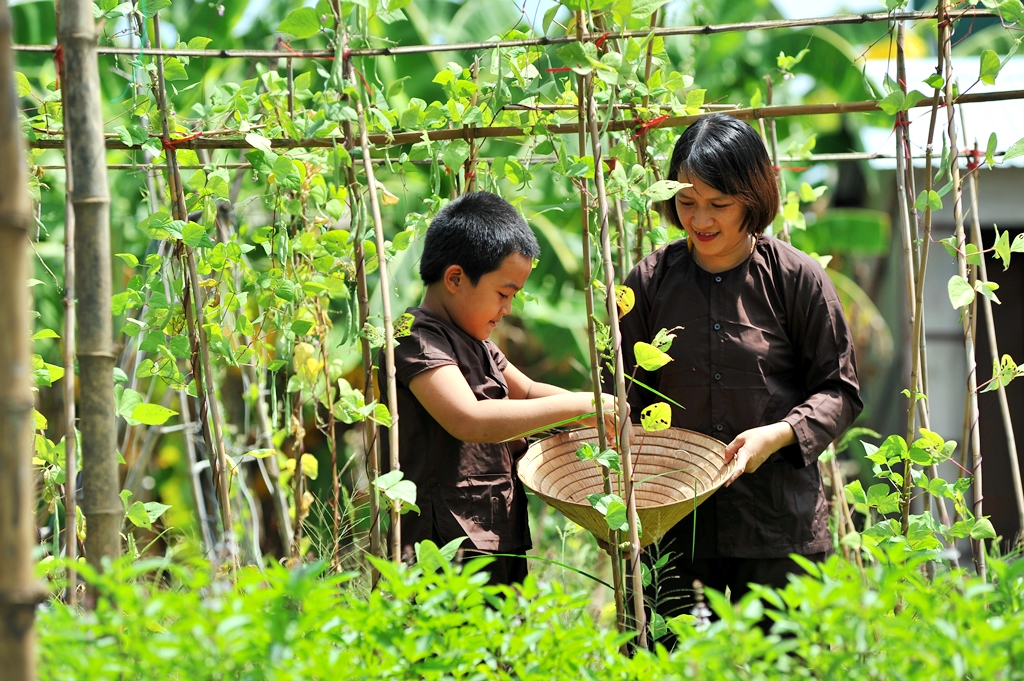 Harvesting organic vegetables 