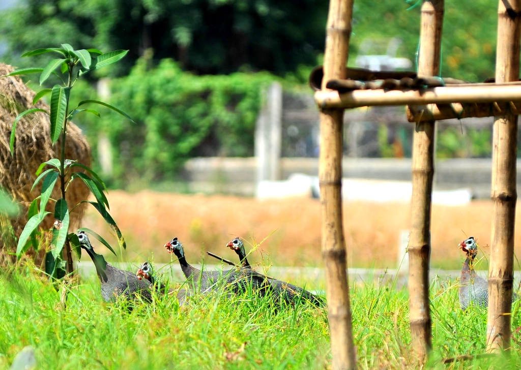 A flock of galeeny chickens is reared in free-range style