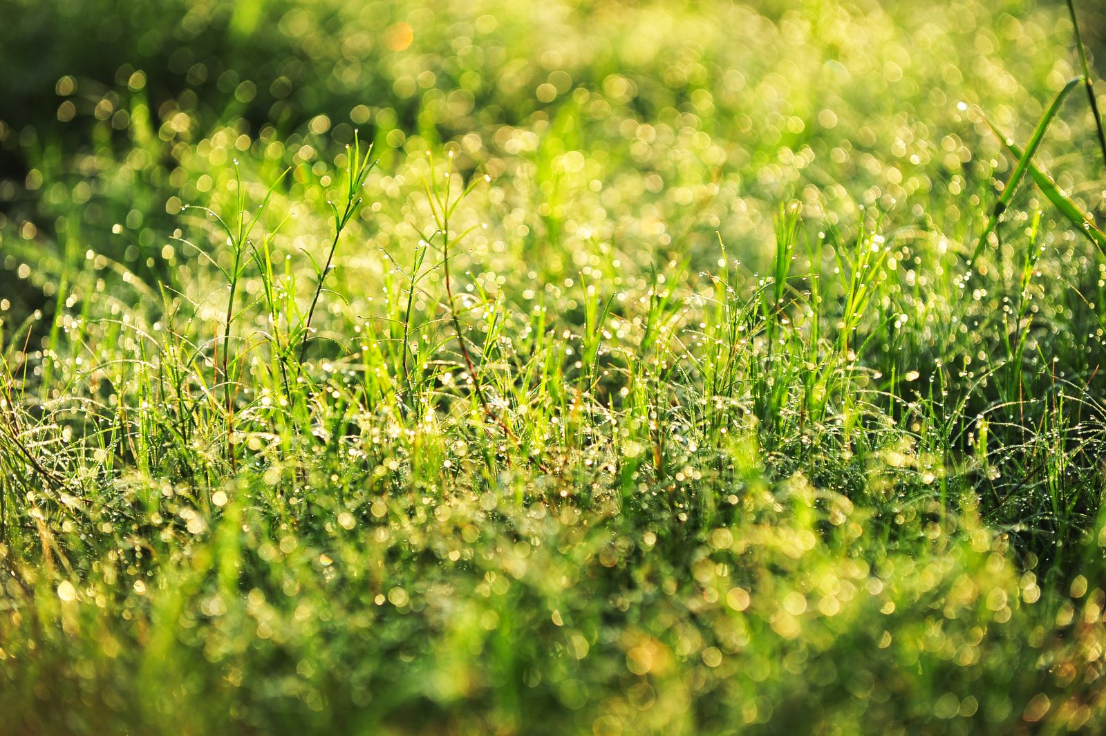 The grass and plants are also glittering in the color of honey sun