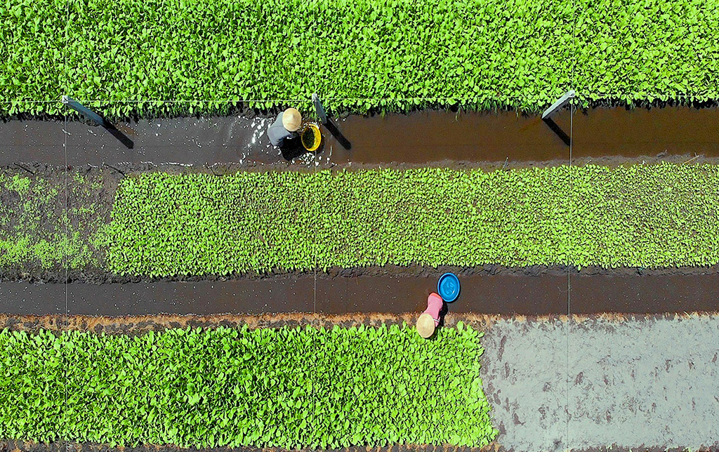 Những thửa ruộng rau an toàn