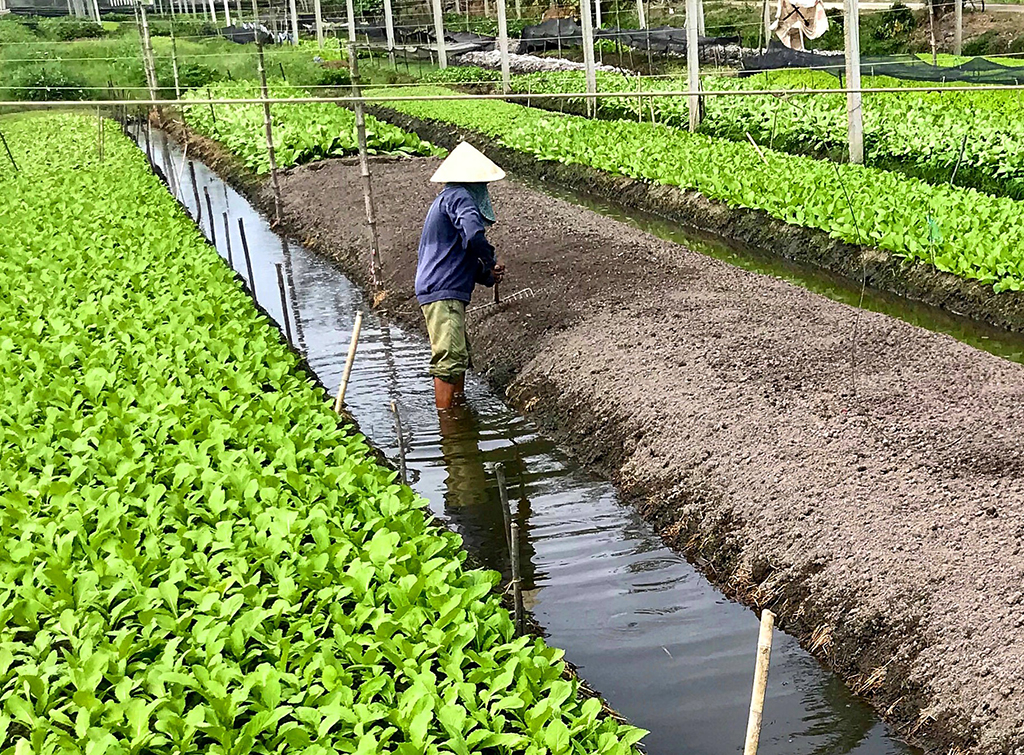 Vừa trồng, vừa làm đất cho kịp thời vụ